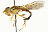  ( - CNC DIPTERA 106250)  @13 [ ] CreativeCommons - Attribution (2011) CNC/CBG Photography Group Centre for Biodiversity Genomics