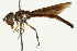  (Ocyptamus - CNC DIPTERA 106252)  @15 [ ] CreativeCommons - Attribution (2011) CNC/CBG Photography Group Centre for Biodiversity Genomics