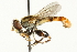  ( - CNC DIPTERA 106262)  @11 [ ] CreativeCommons - Attribution (2011) CNC/CBG Photography Group Centre for Biodiversity Genomics