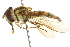  ( - CNC DIPTERA 106266)  @13 [ ] CreativeCommons - Attribution (2011) CNC/CBG Photography Group Centre for Biodiversity Genomics