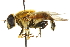  (Helophilus eristaloidea - CNC DIPTERA 106267)  @13 [ ] CreativeCommons - Attribution (2011) CNC/CBG Photography Group Centre for Biodiversity Genomics