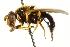  ( - CNC DIPTERA 106277)  @11 [ ] CreativeCommons - Attribution (2011) CNC/CBG Photography Group Centre for Biodiversity Genomics