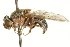  ( - CNC DIPTERA 106279)  @11 [ ] CreativeCommons - Attribution (2011) CNC/CBG Photography Group Centre for Biodiversity Genomics