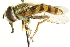  ( - CNC DIPTERA 106293)  @14 [ ] CreativeCommons - Attribution (2011) CNC/CBG Photography Group Centre for Biodiversity Genomics