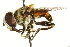  ( - CNC DIPTERA 106302)  @13 [ ] CreativeCommons - Attribution (2011) CNC/CBG Photography Group Centre for Biodiversity Genomics