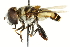  (Palpada albifrons - CNC DIPTERA 106303)  @14 [ ] CreativeCommons - Attribution (2011) CNC/CBG Photography Group Centre for Biodiversity Genomics