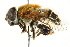  (Palpada testaceicornis - CNC DIPTERA 106304)  @15 [ ] CreativeCommons - Attribution (2011) CNC/CBG Photography Group Centre for Biodiversity Genomics