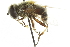  ( - CNC DIPTERA 106307)  @13 [ ] CreativeCommons - Attribution (2011) CNC/CBG Photography Group Centre for Biodiversity Genomics