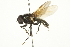  ( - CNC DIPTERA 106332)  @14 [ ] CreativeCommons - Attribution (2011) CNC/CBG Photography Group Centre for Biodiversity Genomics