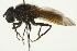  ( - CNC DIPTERA 106333)  @13 [ ] CreativeCommons - Attribution (2011) CNC/CBG Photography Group Centre for Biodiversity Genomics