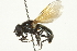  ( - CNC DIPTERA 106334)  @14 [ ] CreativeCommons - Attribution (2011) CNC/CBG Photography Group Centre for Biodiversity Genomics