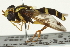  (Xanthogramma evanescens - CNC DIPTERA 106335)  @13 [ ] CreativeCommons - Attribution (2011) CNC/CBG Photography Group Centre for Biodiversity Genomics