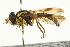  ( - CNC DIPTERA 106336)  @13 [ ] CreativeCommons - Attribution (2011) CNC/CBG Photography Group Centre for Biodiversity Genomics