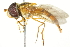  ( - CNC DIPTERA 106347)  @13 [ ] CreativeCommons - Attribution (2011) CNC/CBG Photography Group Centre for Biodiversity Genomics