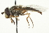  (Austroscaeva occidentalis - CNC DIPTERA 106355)  @11 [ ] CreativeCommons - Attribution (2011) CNC/CBG Photography Group Centre for Biodiversity Genomics