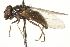  ( - CNC DIPTERA 106358)  @13 [ ] CreativeCommons - Attribution (2011) CNC/CBG Photography Group Centre for Biodiversity Genomics