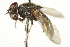  ( - CNC DIPTERA 106359)  @13 [ ] CreativeCommons - Attribution (2011) CNC/CBG Photography Group Centre for Biodiversity Genomics