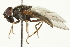  ( - CNC DIPTERA 106361)  @13 [ ] CreativeCommons - Attribution (2011) CNC/CBG Photography Group Centre for Biodiversity Genomics