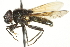  (Cheilosia bardus - CNC DIPTERA 106362)  @14 [ ] CreativeCommons - Attribution (2011) CNC/CBG Photography Group Centre for Biodiversity Genomics