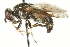  ( - CNC DIPTERA 106363)  @14 [ ] CreativeCommons - Attribution (2011) CNC/CBG Photography Group Centre for Biodiversity Genomics