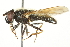  ( - CNC DIPTERA 106365)  @14 [ ] CreativeCommons - Attribution (2011) CNC/CBG Photography Group Centre for Biodiversity Genomics