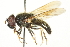  ( - CNC DIPTERA 106366)  @14 [ ] CreativeCommons - Attribution (2011) CNC/CBG Photography Group Centre for Biodiversity Genomics