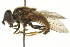  ( - CNC DIPTERA 106372)  @14 [ ] CreativeCommons - Attribution (2011) CNC/CBG Photography Group Centre for Biodiversity Genomics