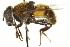  ( - CNC DIPTERA 106385)  @15 [ ] CreativeCommons - Attribution (2011) CNC/CBG Photography Group Centre for Biodiversity Genomics