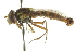  ( - CNC DIPTERA 106397)  @13 [ ] CreativeCommons - Attribution (2011) CNC/CBG Photography Group Centre for Biodiversity Genomics