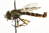  ( - CNC DIPTERA 106398)  @13 [ ] CreativeCommons - Attribution (2011) CNC/CBG Photography Group Centre for Biodiversity Genomics