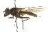  ( - CNC DIPTERA 106399)  @11 [ ] CreativeCommons - Attribution (2011) CNC/CBG Photography Group Centre for Biodiversity Genomics