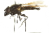  (Cheilosia personata - CNC DIPTERA 106400)  @13 [ ] CreativeCommons - Attribution (2011) CNC/CBG Photography Group Centre for Biodiversity Genomics