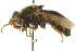  ( - CNC DIPTERA 106401)  @11 [ ] CreativeCommons - Attribution (2011) CNC/CBG Photography Group Centre for Biodiversity Genomics