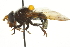  ( - CNC DIPTERA 106421)  @13 [ ] CreativeCommons - Attribution (2011) CNC/CBG Photography Group Centre for Biodiversity Genomics