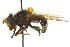  ( - CNC DIPTERA 106422)  @13 [ ] CreativeCommons - Attribution (2011) CNC/CBG Photography Group Centre for Biodiversity Genomics