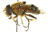  (Austalis - CNC DIPTERA 106432)  @15 [ ] CreativeCommons - Attribution (2011) CNC/CBG Photography Group Centre for Biodiversity Genomics