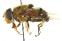  ( - CNC DIPTERA 106433)  @14 [ ] CreativeCommons - Attribution (2011) CNC/CBG Photography Group Centre for Biodiversity Genomics