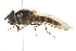  ( - CNC DIPTERA 106438)  @13 [ ] CreativeCommons - Attribution (2011) CNC/CBG Photography Group Centre for Biodiversity Genomics