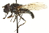  ( - CNC DIPTERA 106456)  @14 [ ] CreativeCommons - Attribution (2011) CNC/CBG Photography Group Centre for Biodiversity Genomics