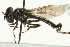  ( - CNC DIPTERA 106461)  @13 [ ] CreativeCommons - Attribution (2011) CNC/CBG Photography Group Centre for Biodiversity Genomics