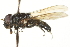  ( - CNC DIPTERA 106466)  @14 [ ] CreativeCommons - Attribution (2011) CNC/CBG Photography Group Centre for Biodiversity Genomics