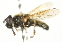  ( - CNC DIPTERA 106468)  @14 [ ] CreativeCommons - Attribution (2011) CNC/CBG Photography Group Centre for Biodiversity Genomics