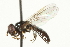  ( - CNC DIPTERA 106493)  @14 [ ] CreativeCommons - Attribution (2011) CNC/CBG Photography Group Centre for Biodiversity Genomics
