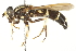  ( - CNC DIPTERA 106495)  @11 [ ] CreativeCommons - Attribution (2011) CNC/CBG Photography Group Centre for Biodiversity Genomics