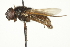  ( - CNC DIPTERA 106501)  @13 [ ] CreativeCommons - Attribution (2011) CNC/CBG Photography Group Centre for Biodiversity Genomics