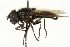  ( - CNC DIPTERA 106508)  @14 [ ] CreativeCommons - Attribution (2011) CNC/CBG Photography Group Centre for Biodiversity Genomics