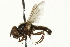  ( - CNC DIPTERA 106509)  @14 [ ] CreativeCommons - Attribution (2011) CNC/CBG Photography Group Centre for Biodiversity Genomics