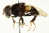  (Palpada bistellata - CNC DIPTERA 106518)  @14 [ ] CreativeCommons - Attribution (2011) CNC/CBG Photography Group Centre for Biodiversity Genomics