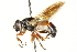  ( - CNC DIPTERA 106537)  @11 [ ] CreativeCommons - Attribution (2011) CNC/CBG Photography Group Centre for Biodiversity Genomics