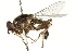  ( - CNC DIPTERA 106540)  @14 [ ] CreativeCommons - Attribution (2011) CNC/CBG Photography Group Centre for Biodiversity Genomics